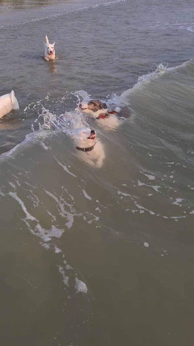 💖 (@twaniimals) on Twitter photo 