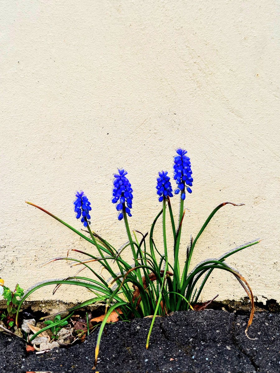 is_glasgow's tweet photo. I love it when I come across flowers growing in places in Glasgow where they don't really have a right to be growing.
#glasgow #flowers #springflowers #broomhill #nature #urbannature #flowerphotography #streetsofglasgow https://t.co/p4C7hifUJs