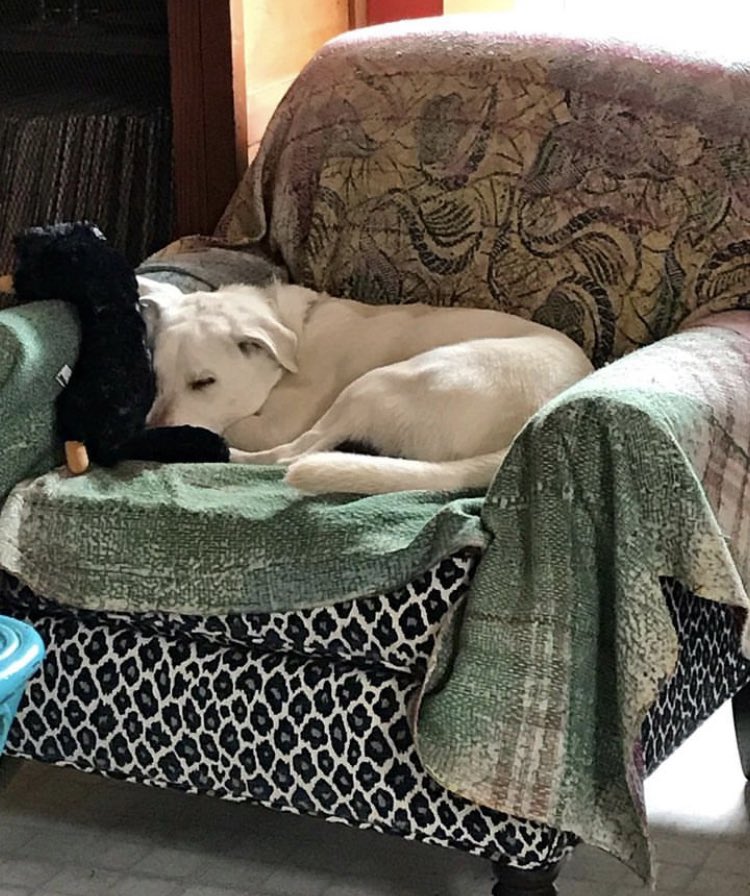 venetianblonde's tweet image. Should anyone here wish to know how dog rescue works, a thread 👇

Thank you @SandraK93322487 and @VoiceRescue for saving little Jim from @pvastx 

Look at him today, on a rainy Massachusetts weekend: full grown, thriving, well trained, kind, and so very loved.
#AdoptDontShop