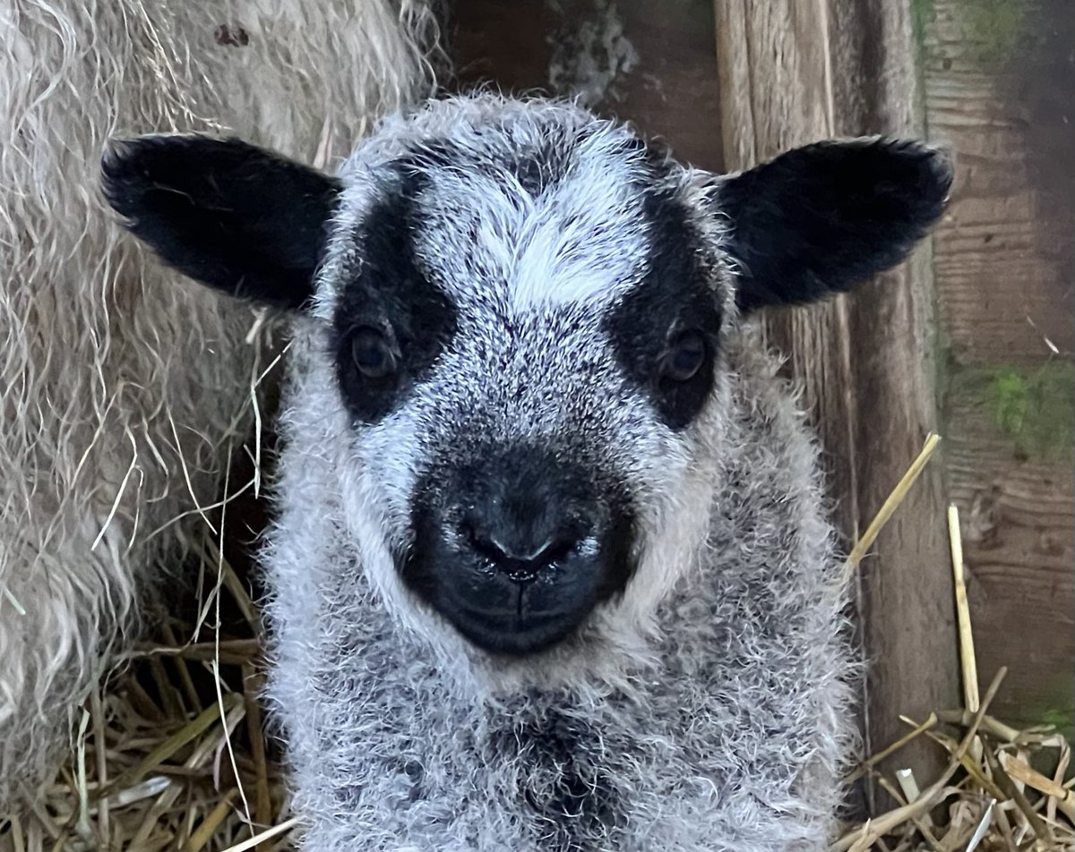 Our first lamb this year. Canvassing for names. Not Mint Sauce…