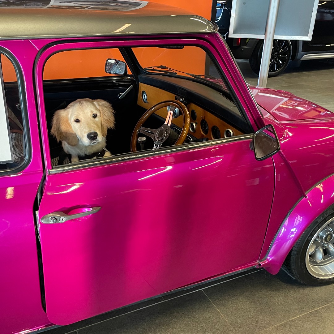 ECADServiceDogs's tweet photo. Driving Miss Angelfish... introducing our newest ECAD bus driver😇🐠 ALL ABOARD! 😆🚌 https://t.co/gSBFbiNJux  #fishpuppies #ecadservicedogs #ecadfamily #weloveourvolunteers #nurseryteams #servicedogsintraining #servicedogschangelives #journeytoindependence #dogdriver #aprilfools https://t.co/mLfLzq322a