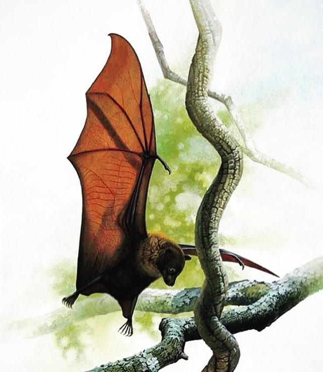 Happy #baturday! Today we're spotlighting the critically endangered Guam flying fox bat, also known as the Mariana fruit bat (Pteropus tokudae). 

To learn more: instagram.com/p/CqgSVPrvxrk/…

Photo credit: Mark Sian