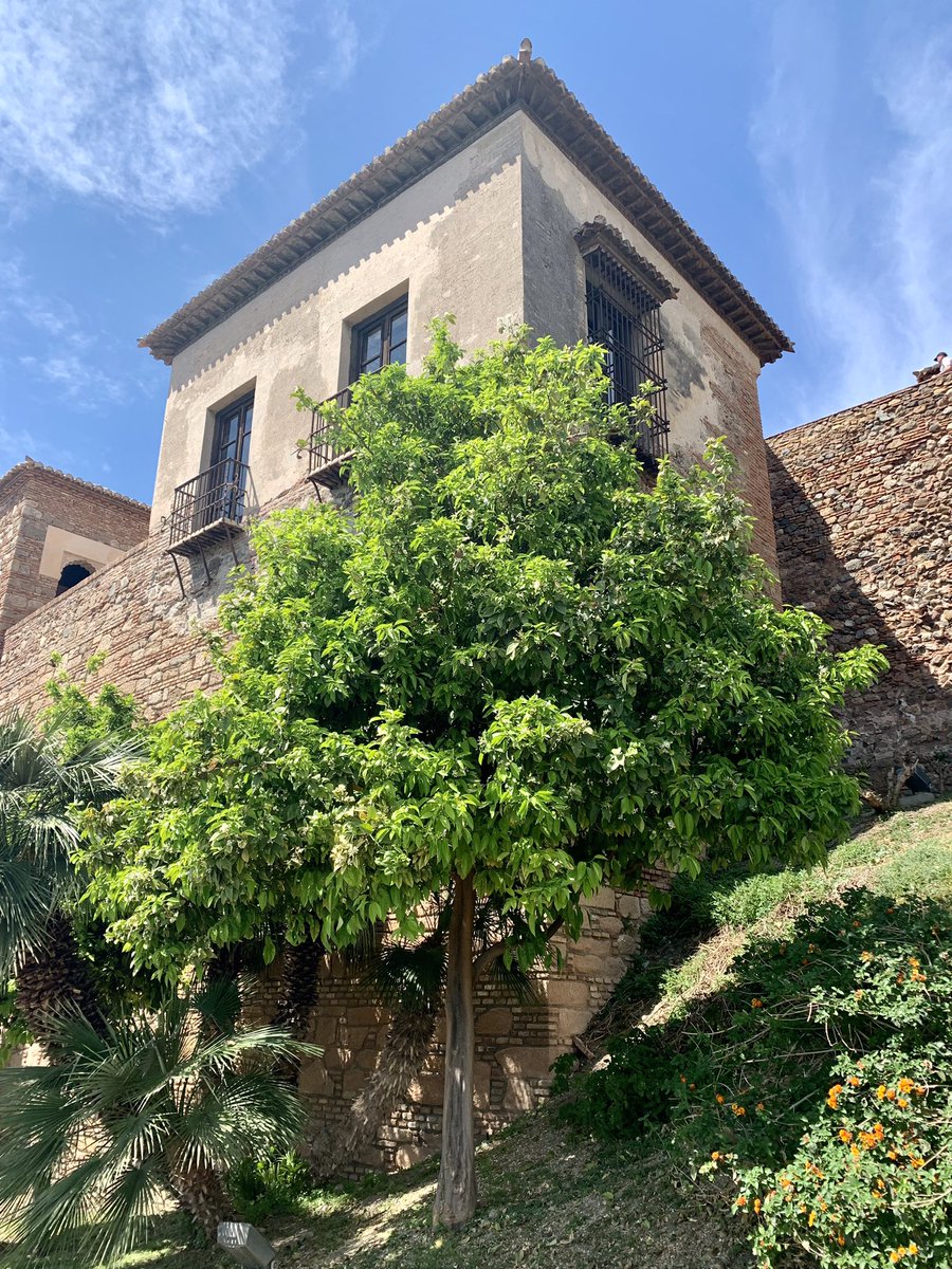 AlisonAndalucia's tweet photo. Spent a fab day in #Malaga meeting up with Susan who I met on the Camino last year and who’s on holiday in #Andalucia from NYC. It’s a city I’ll never get tired of visiting, and the Alcazaba is especially lovely in spring. https://t.co/1vLCSo9zoA