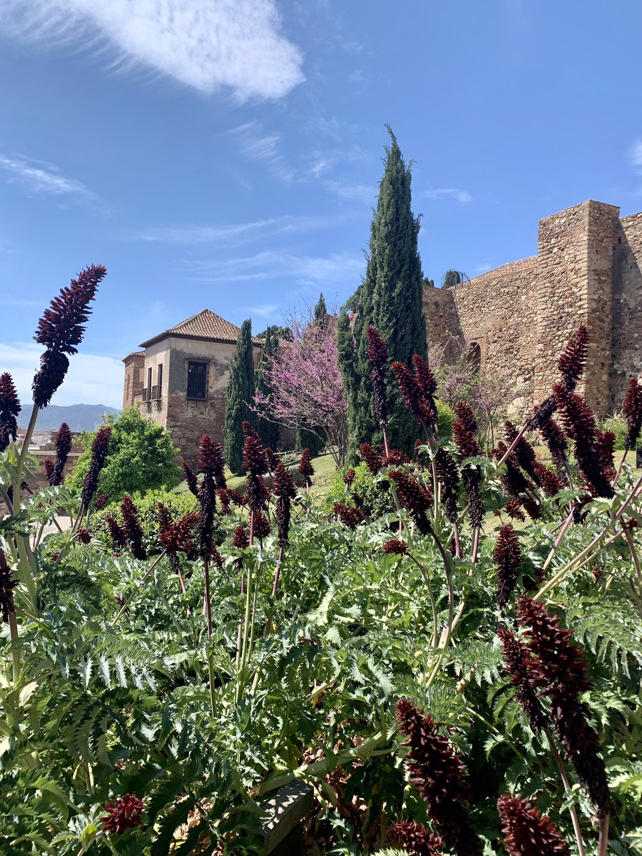 AlisonAndalucia's tweet photo. Spent a fab day in #Malaga meeting up with Susan who I met on the Camino last year and who’s on holiday in #Andalucia from NYC. It’s a city I’ll never get tired of visiting, and the Alcazaba is especially lovely in spring. https://t.co/1vLCSo9zoA