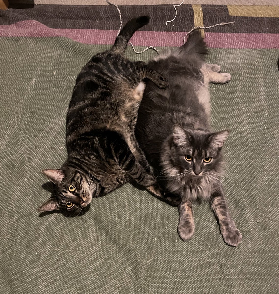 PlantoPhagy's tweet photo. #Chilling after a busy #caturday https://t.co/azxUkVbpYz