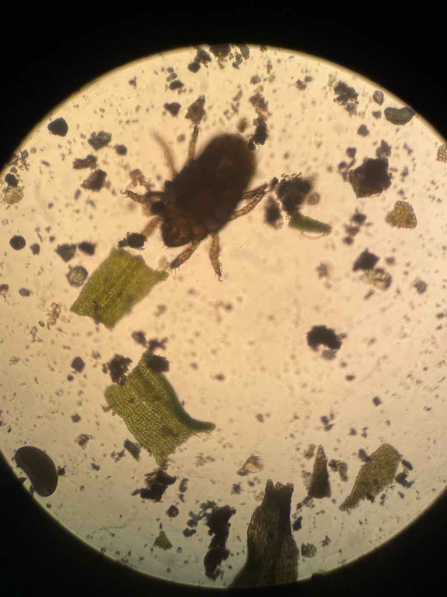 crazycreatures5's tweet photo. Ever wonder what kind of creatures are in moss? I picked up a piece that was about 1x1 cm off a rock in front of @thembauk and found all this! #MicrobialLife #InvisibleFriends #MossBuddies #CrazyCreatures https://t.co/jfwpEdwrjQ