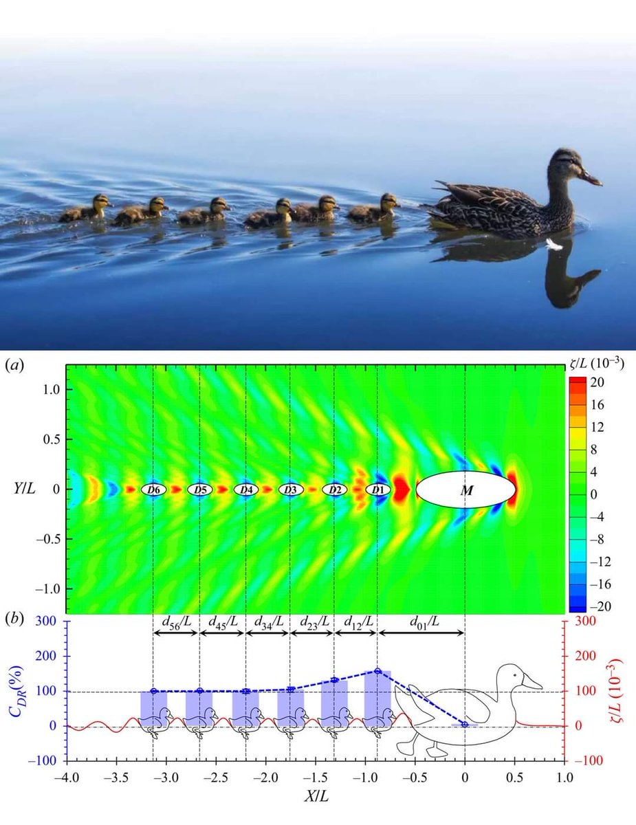 Patitos nadando en fila.

Se ha observado comúnmente en aguas abiertas que los patitos siguen a sus madres en una fila muy organizada. 

Entonces, surgen las siguientes preguntas: ¿por qué nadan en formación? 

La madre al nadar rompe la tensión superficial del agua, y crea olas