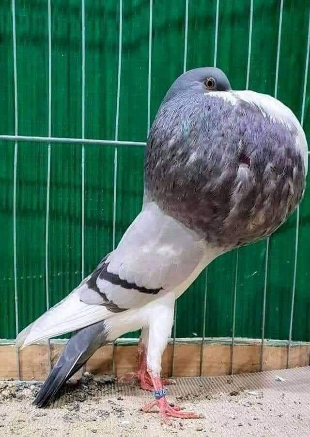 𝘄𝑖ⓢаⓜ محظور منشن tweet media