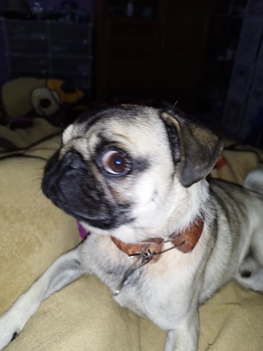 NFahdzd's tweet photo. Creo que estaba asustado Jackson #pug #FelizSabado #parati #pugslife https://t.co/Qara8Thdks