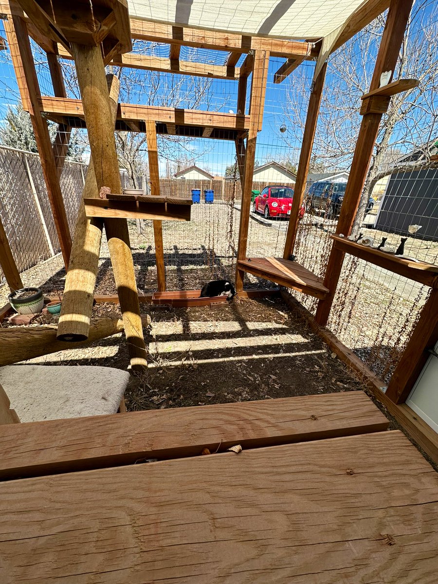 myHillBillyCat's tweet image. Big ole catio and here I am.
#Caturday #catio 
#CatsOfTwitter