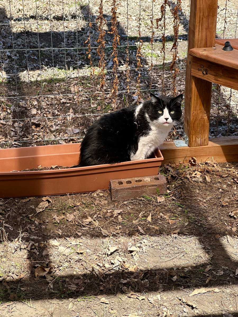 myHillBillyCat's tweet image. Big ole catio and here I am.
#Caturday #catio 
#CatsOfTwitter