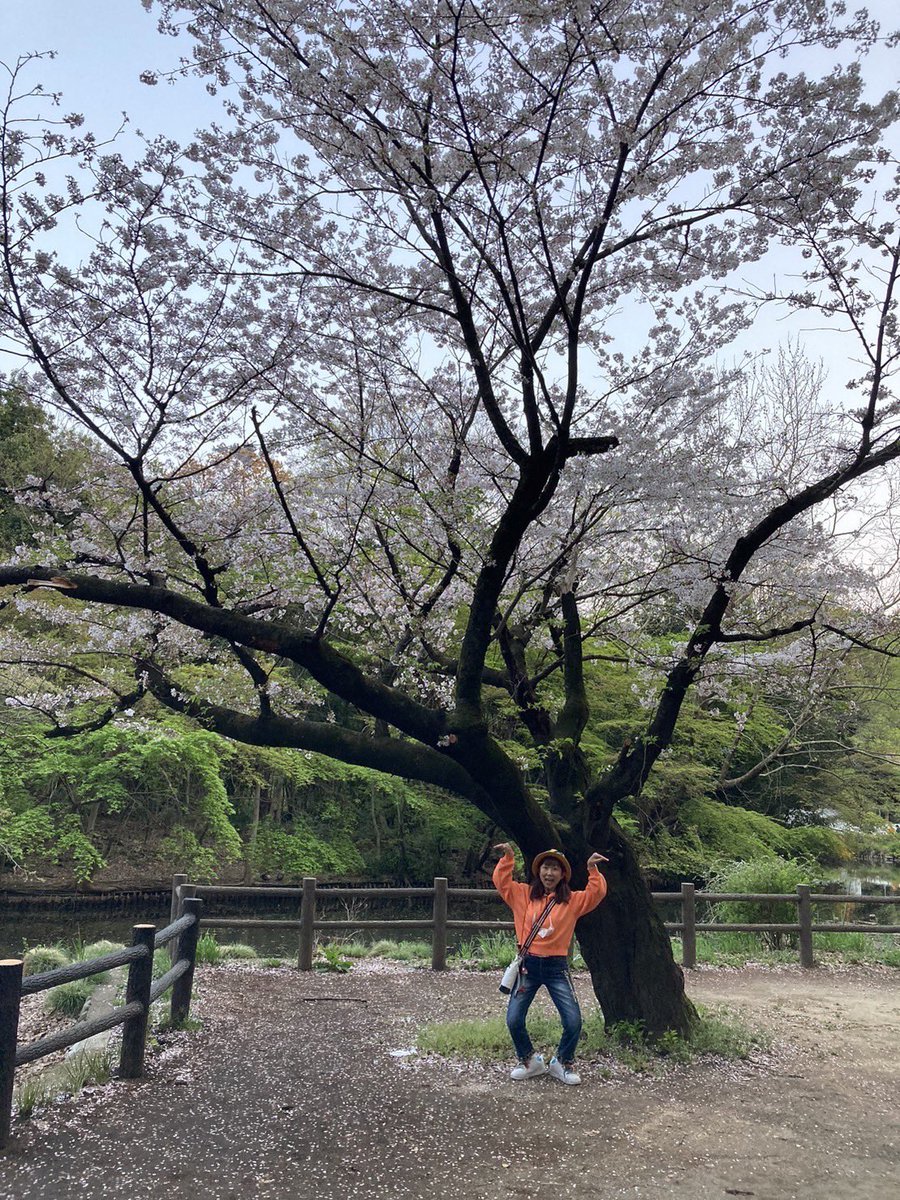kiittan's tweet photo. ●二日酔い覚しに🍺迎えながら（笑）
近所の公園に🌸お花見散歩にGO(^｡^)/
●2023/4/1(土) https://t.co/bauMfVrUG6
