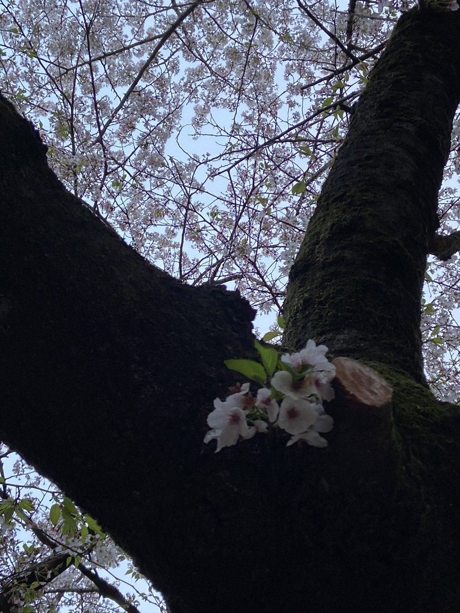 kiittan's tweet photo. ●二日酔い覚しに🍺迎えながら（笑）
近所の公園に🌸お花見散歩にGO(^｡^)/
●2023/4/1(土) https://t.co/bauMfVrUG6