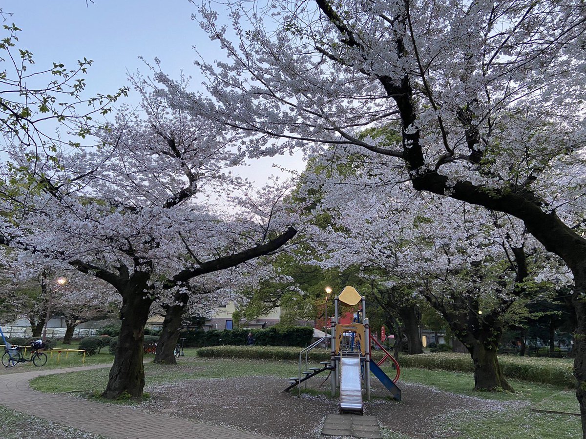 kiittan's tweet photo. ●二日酔い覚しに🍺迎えながら（笑）
近所の公園に🌸お花見散歩にGO(^｡^)/
●2023/4/1(土) https://t.co/bauMfVrUG6