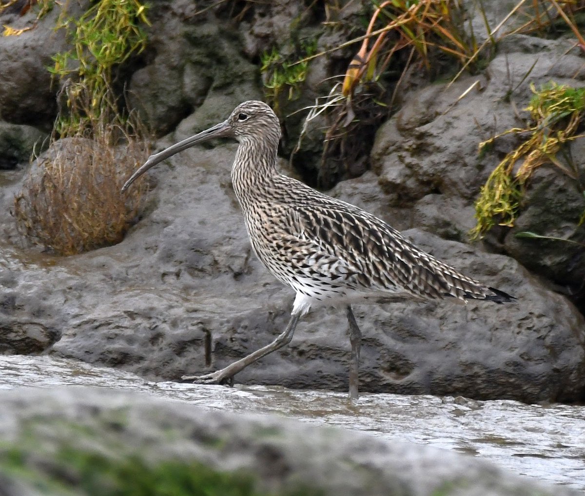 Carl Bovis tweet media