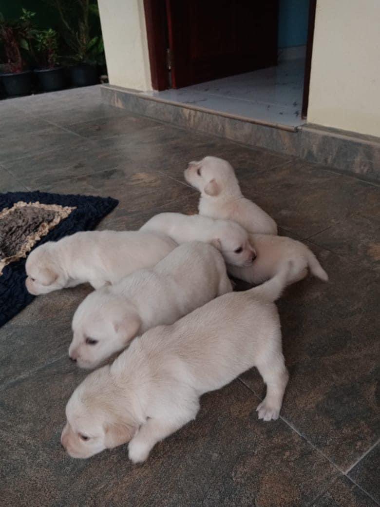 DogsLifeFanClu1's tweet photo. Top tip for #Labrador puppy owners: Keep them active! These energetic pups need plenty of exercise and socialization to stay happy and healthy. #doglovers #petcare https://t.co/3ZQlKmEkfd