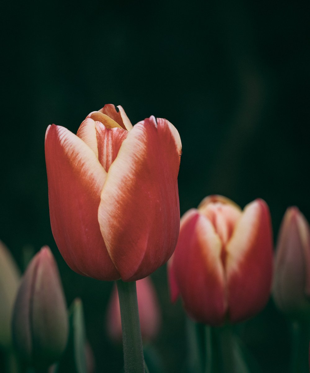 Nature Close Up World
-近接の花の世界-

#Nature #closeups #tulip #500pxrtg