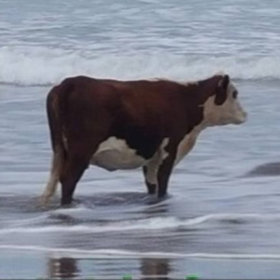 BTFDiscord's tweet photo. everyone asks "where's the beef???" 

but nobody is asking

"*how's* the beef?" https://t.co/12wcUSBJkp