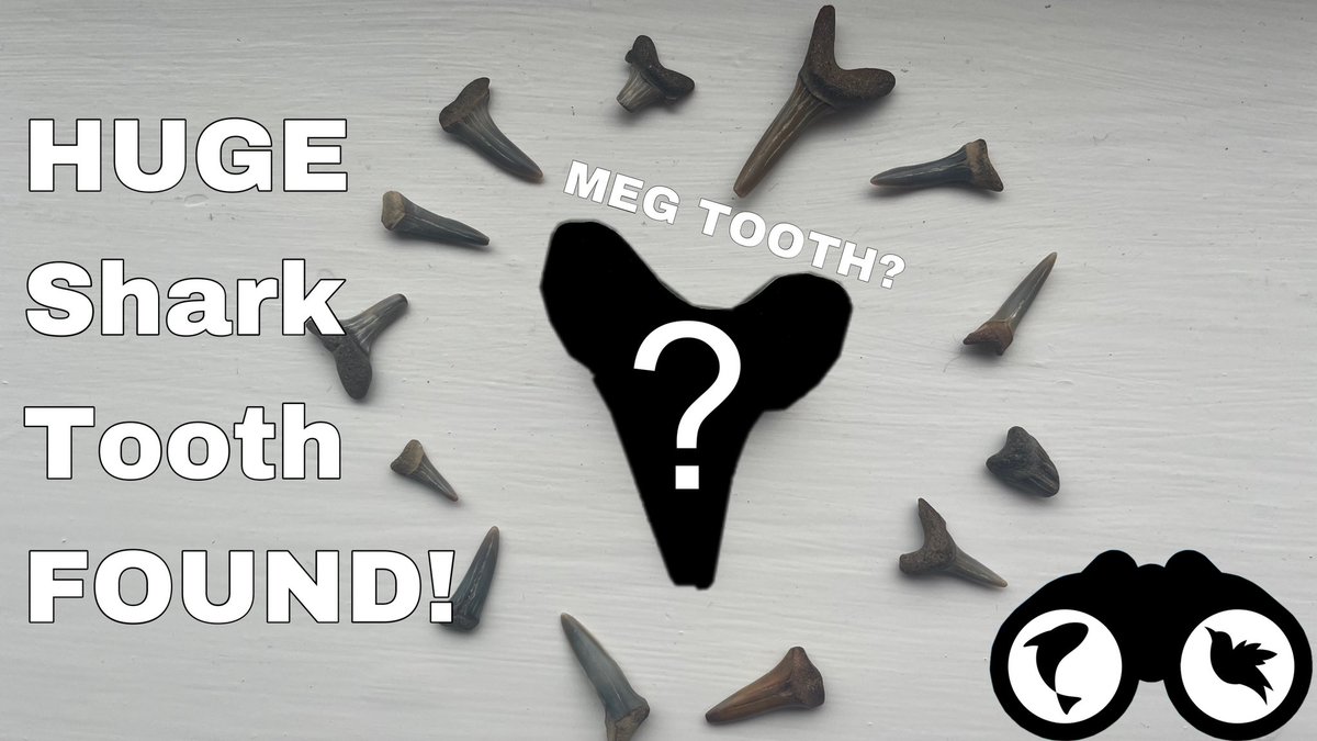 New Video!! Adam is back out at Walton On The Naze for some shark teeth hunting and shows off an INCREDIBLE find. Check it out here: youtu.be/VdH5onzVdn4