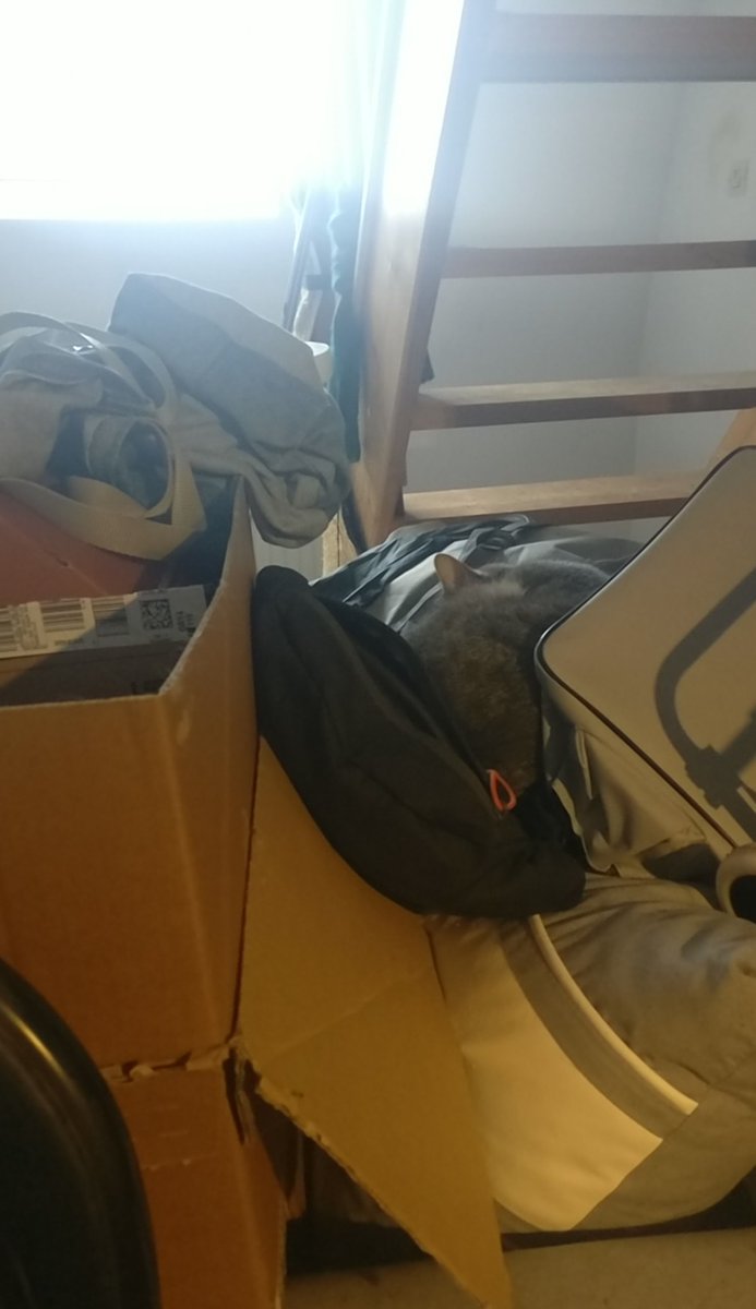 EtRaffut's tweet photo. Ke non Monsieur S. Ke tu remet pas le cane à pé à sa laplace. Ke i é à nou maintenant et ke on a décidé ke i bougé pa. https://t.co/IzqCwoiORJ