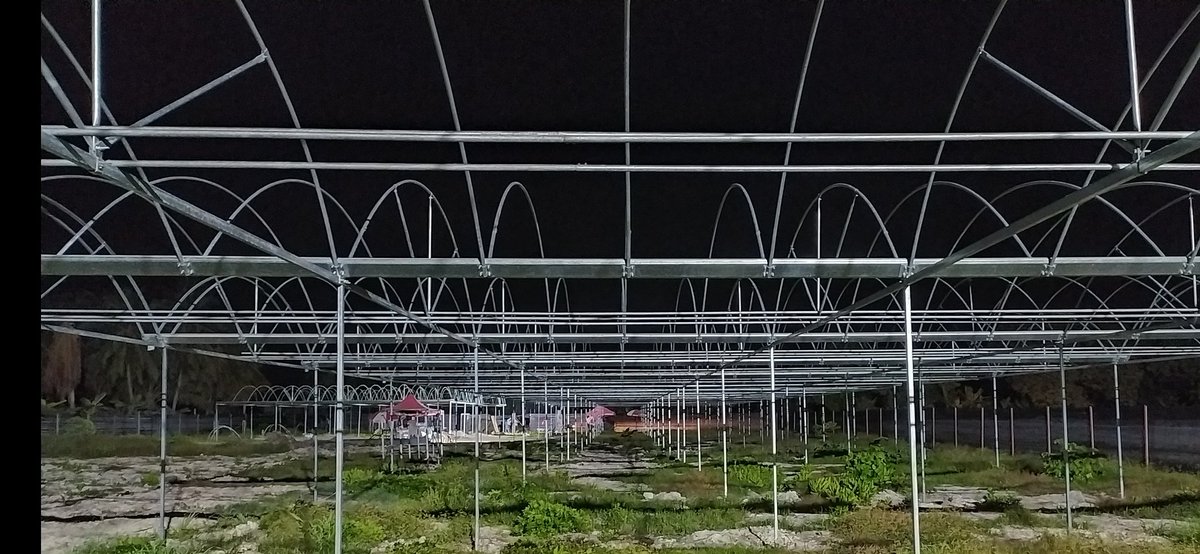 AdduUnited's tweet photo. At this moment we are finishing a 20000 sqft greenhouse project in Addu Meedhoo!

Can't wait to see what the future holds for this sustainable agriculture initiative 🌱🌿 #greenhouseproject #sustainableagriculture #AdduMeedhoo https://t.co/Rzs3DBOo6Q