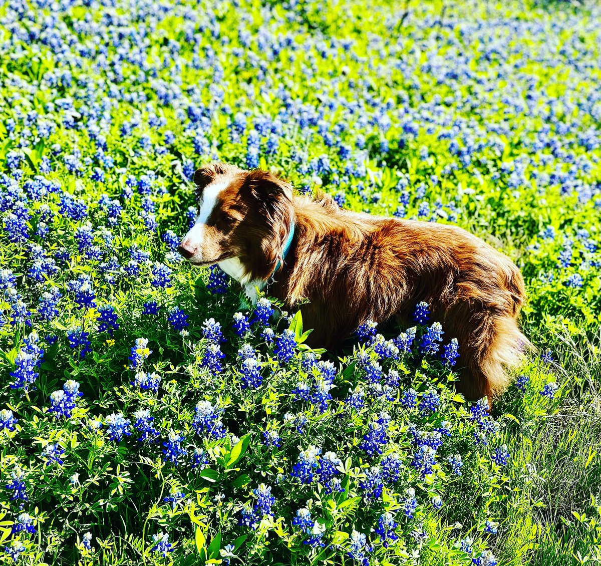 Milo in the bluebonnets 🐾
#goodvibes