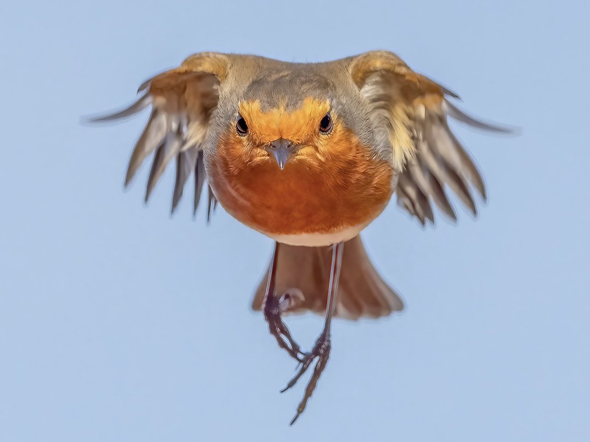 Mart_the_Gooner's tweet photo. @sykesjeff @Natures_Voice @RSPBLeightonM Our garden robin named Superbob https://t.co/JA229QxmeV