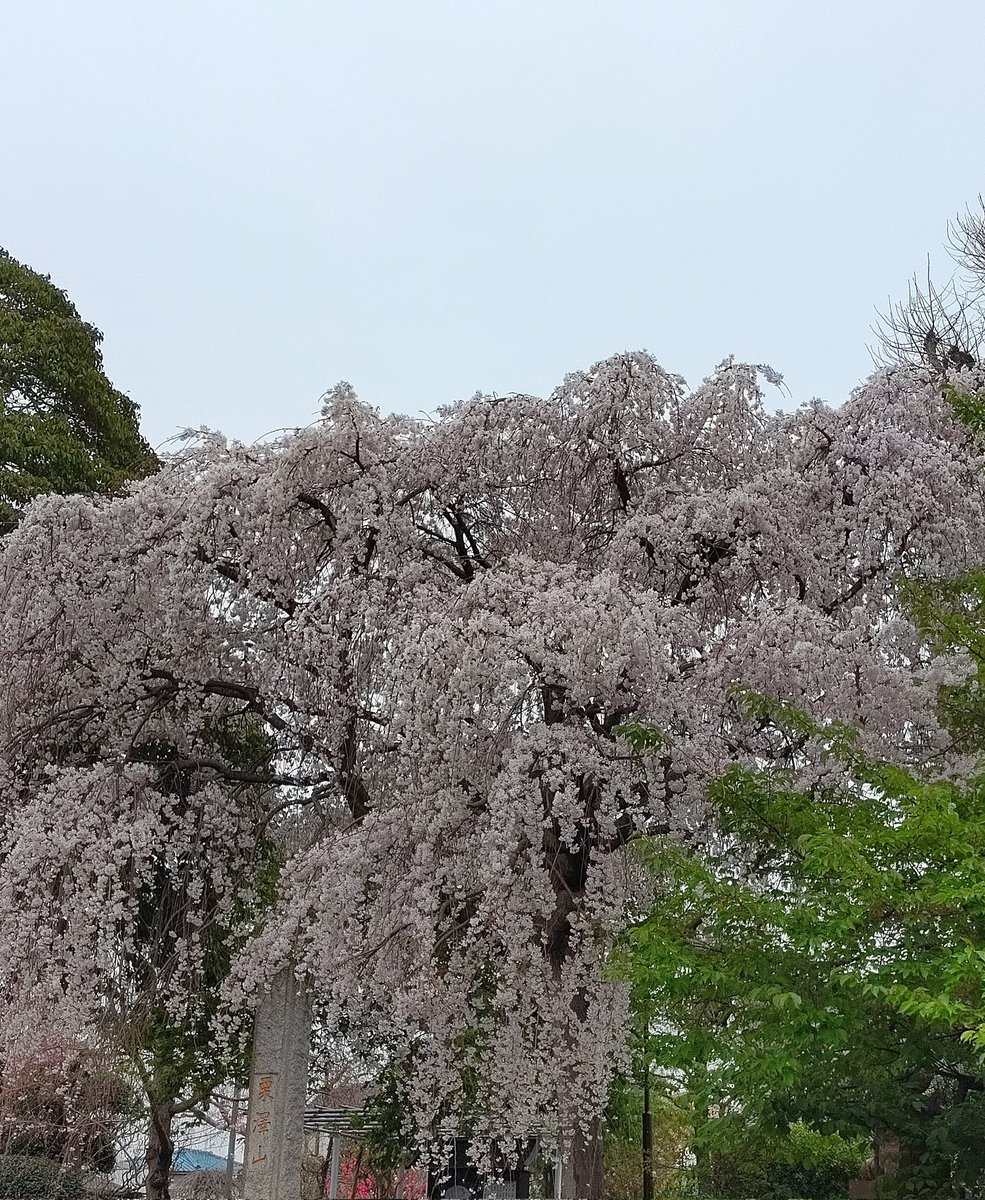 bobderan2017's tweet photo. おはよう〜

今週の　お花見最後

新入生　

#良い週末を 

　　　#桜散りゆく

. https://t.co/FkE1uUHVVI