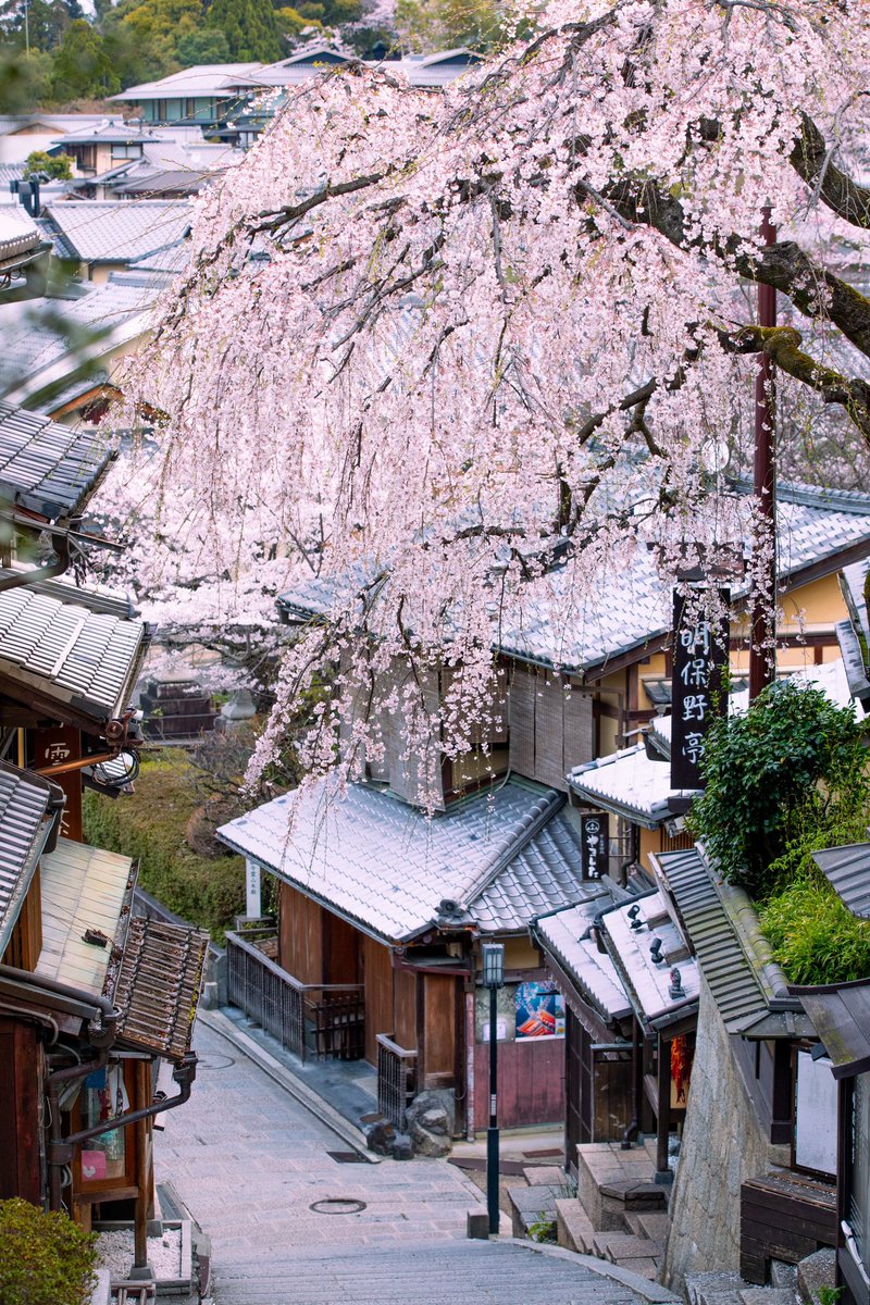 imaharu1's tweet photo. #京都 
#kyoto 
#さくら
#桜 https://t.co/5GV6sRoDa7