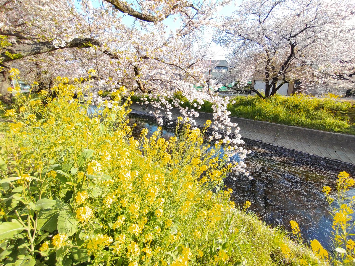 2008Hiro1623's tweet photo. そろそろ葉桜やね https://t.co/hjnSOTNO2F