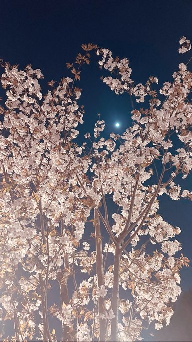 And when I look at the moon, I think of you 💖 https://t.co/zbWMjLTrLI<a href="/tag/aot"class="tags"><span>#aot</span></a>