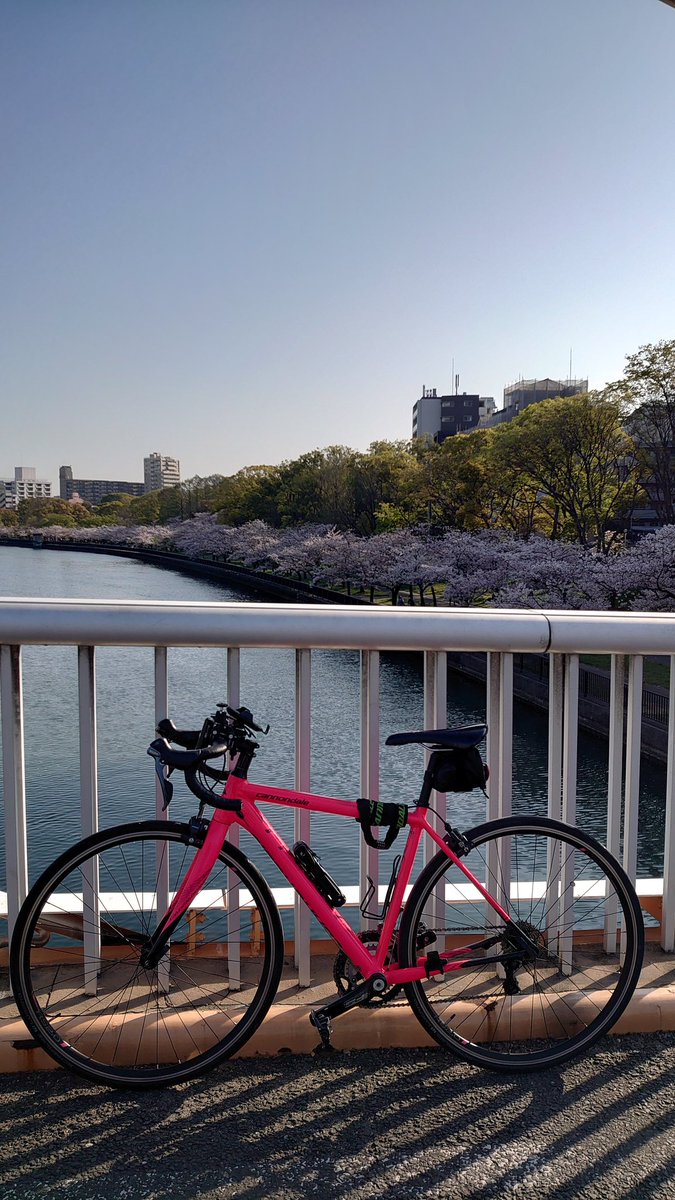 MAT87858552's tweet photo. やっと晴天に恵まれました。
関西でオススメの場所があれば教えてくださいな。
#桜
#花見
#桜ノ宮
#サイクリング
#キャノンデール
#Cannondale
#CANNONDALE https://t.co/AJhF8CMS0X
