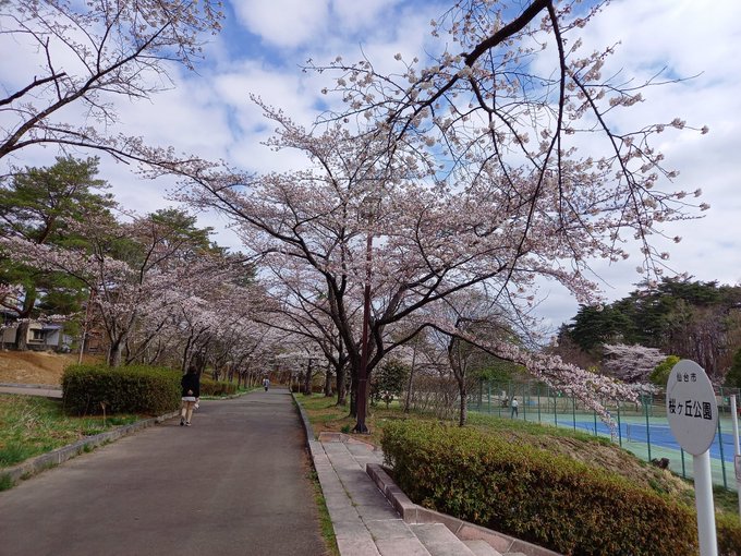 桜ヶ丘公園の桜#WUG_JP#WUG_JP 