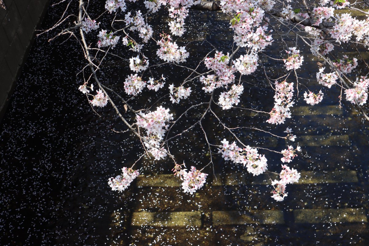 王局志安 tweet media