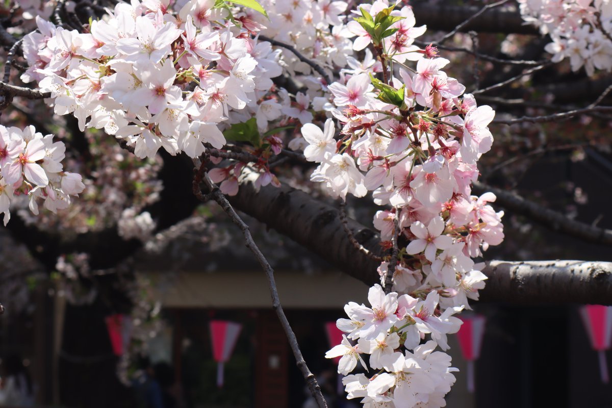 王局志安 tweet media