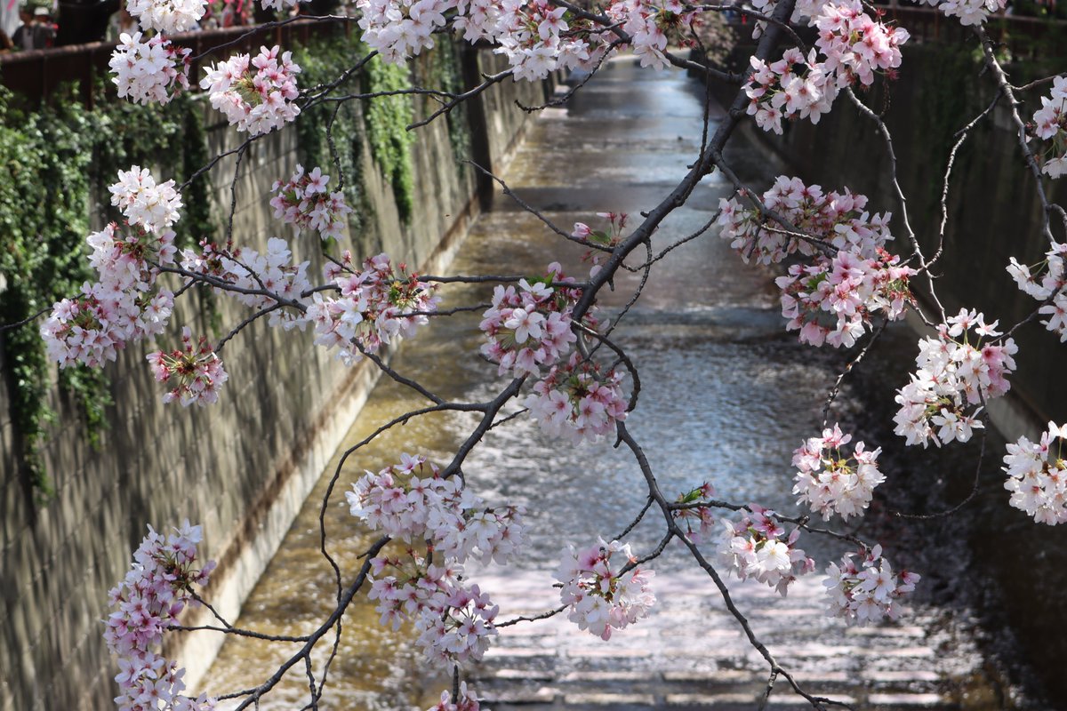 王局志安 tweet media