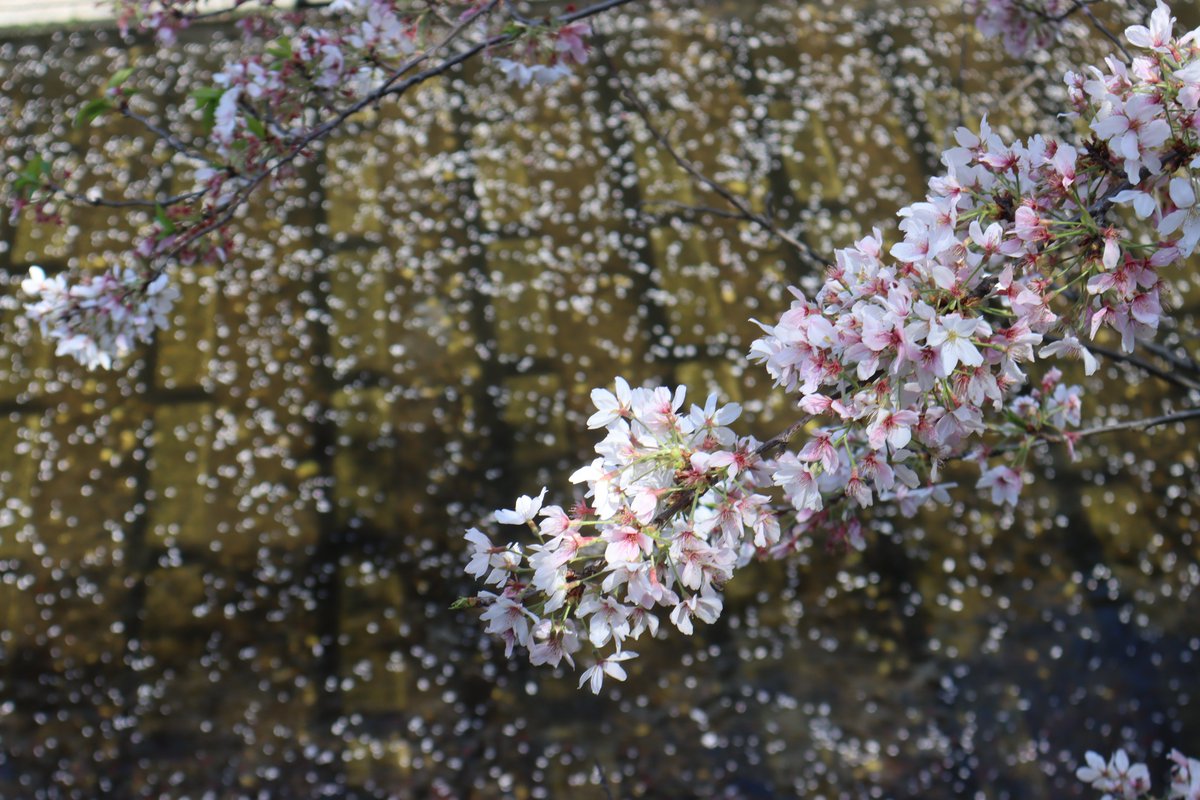 王局志安 tweet media