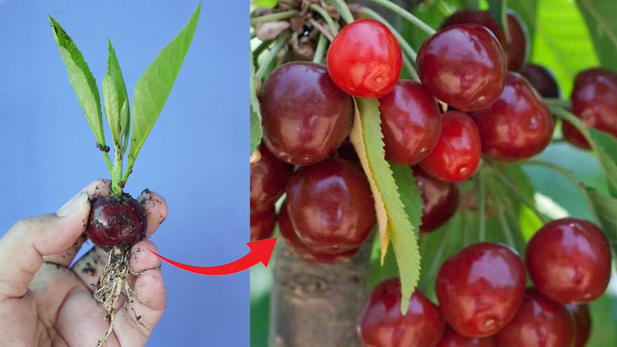 AllForGardening's tweet photo. Gardening Tips To Grow Cherry ...
#AmazingSkill #Banana #BananaGrowingTips #BananaTree #CherryPlant #Garden
https://t.co/DqbPzYCGDF https://t.co/LiH7RiKUTc