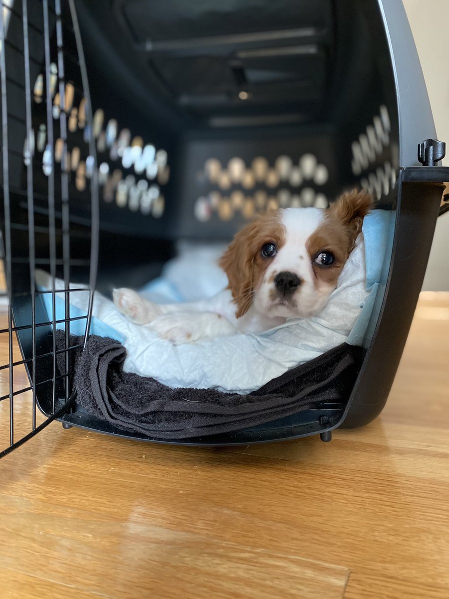 hacker_'s tweet photo. Well, she said yes ❤️

It was hard to hide a puppy from her too, but totally worth it. https://t.co/ctQ3pYHuhN