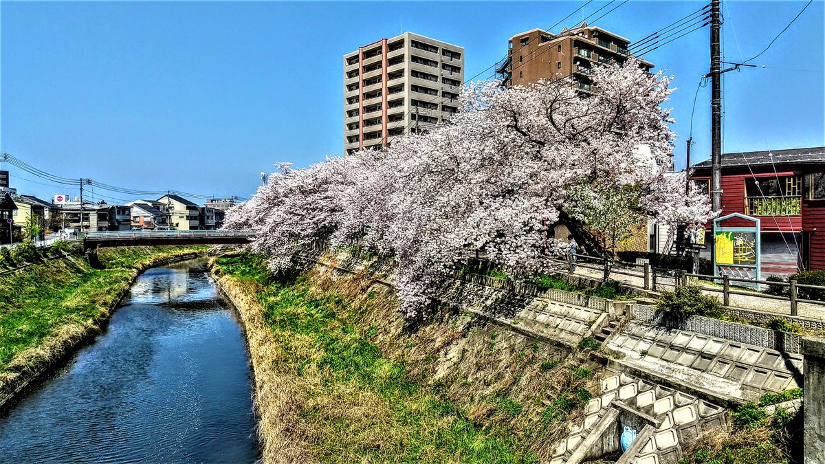 kurousagiX1's tweet photo. ●桜の散る季節となりました。
…花びらが川面を流れ、道に花びらが敷き詰められます。
…#鳥取 #風景 #春 #桜 https://t.co/6Fh4ZPjodc