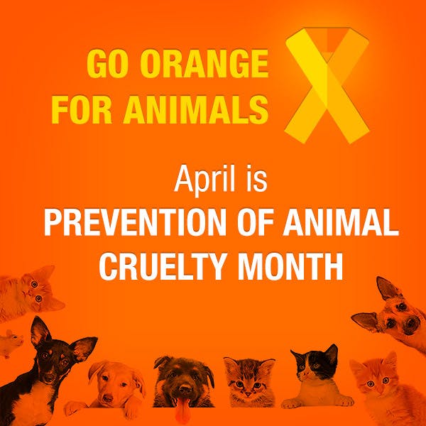 Help the prevention of abuse to animals. Learn more about how you can get involved at go.tupperware.com/53956g This is very dear to my heart. People need to be treated like they treat their animals. #bekind #loveyourpet #goorange