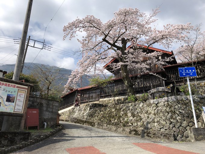 つくたべかんの海抜は約560m十谷の桜はまだまだ見頃です🌸#山梨県 #富士川町 #十谷#桜 #さくら #ゆるキャン△ #