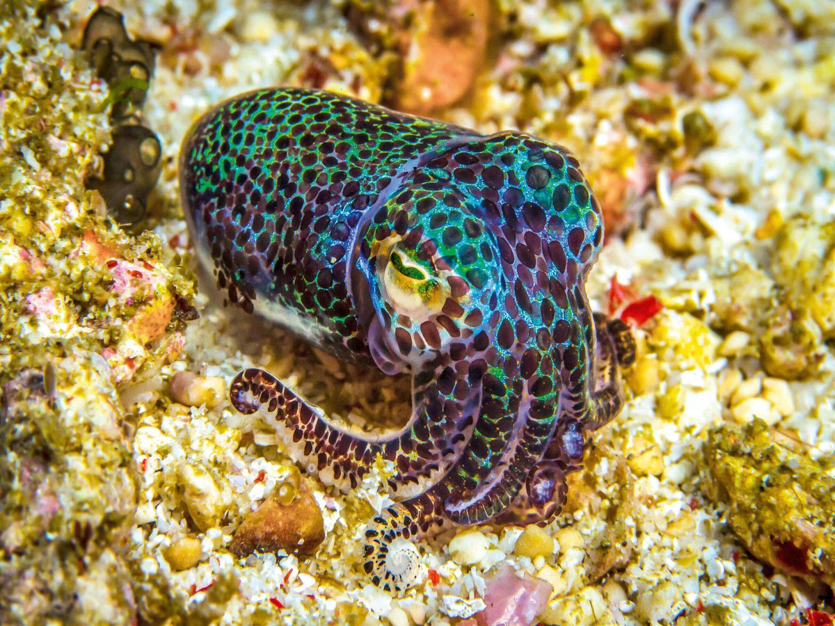 The Children's Hour - Kids Public Radio (@tchradio) on Twitter photo On June 5, 2021, a SpaceX Dragon capsule arrived at the <a href="/Space_Station/">International Space Station</a> and delivered about 128 baby bobtail squid. Learn why squids are being rocketed to outer space: youtu.be/3Q_5pnxckms
#TheChildrensHour #ChildrensPodcast #LearnWithUs #KidsPublicRadio #Education #Squid On June 5, 2021, a SpaceX Dragon capsule arrived at the <a href="/Space_Station/">International Space Station</a> and delivered about 128 baby bobtail squid. Learn why squids are being rocketed to outer space: youtu.be/3Q_5pnxckms
#TheChildrensHour #ChildrensPodcast #LearnWithUs #KidsPublicRadio #Education #Squid
