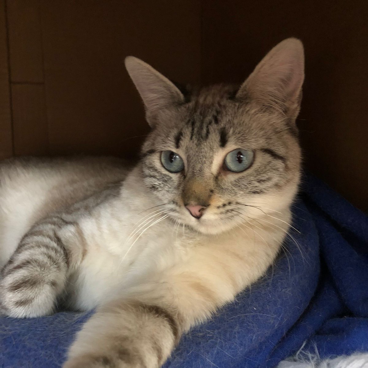 Dcyon's tweet photo. Nos Ayudas? Comparte x fa #BuscoCasita #OptaPorAdoptar #AdopcionResponsable #Michi #gatos #CDMX Macho el ginger 2 años,Hembra punto lila 8 meses De preferencia juntos #Esterilizados #Vacunados Info #WhatsApp 5555040979 https://t.co/ahxzWO2LyM