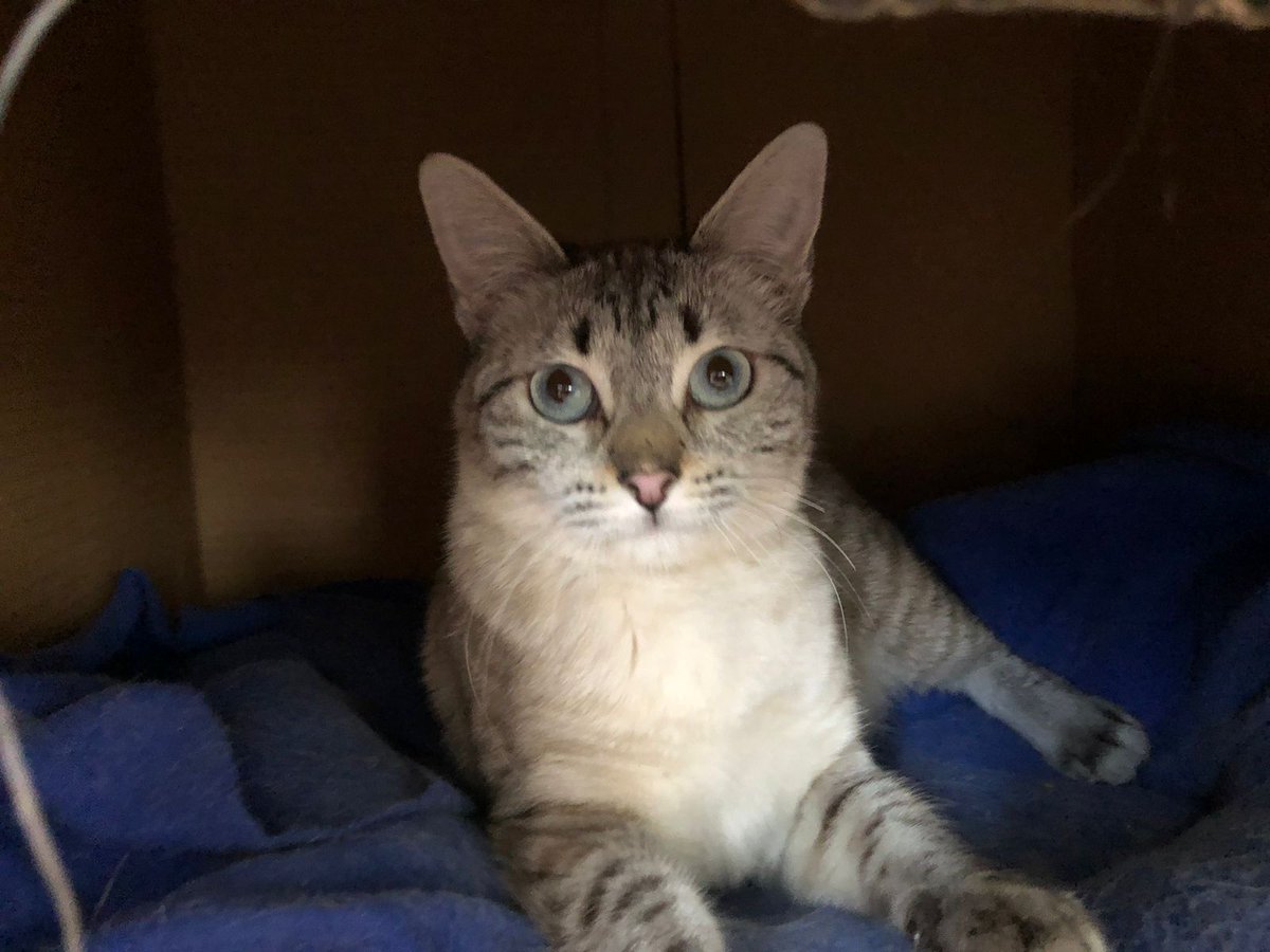 Dcyon's tweet photo. Nos Ayudas? Comparte x fa #BuscoCasita #OptaPorAdoptar #AdopcionResponsable #Michi #gatos #CDMX Macho el ginger 2 años,Hembra punto lila 8 meses De preferencia juntos #Esterilizados #Vacunados Info #WhatsApp 5555040979 https://t.co/ahxzWO2LyM