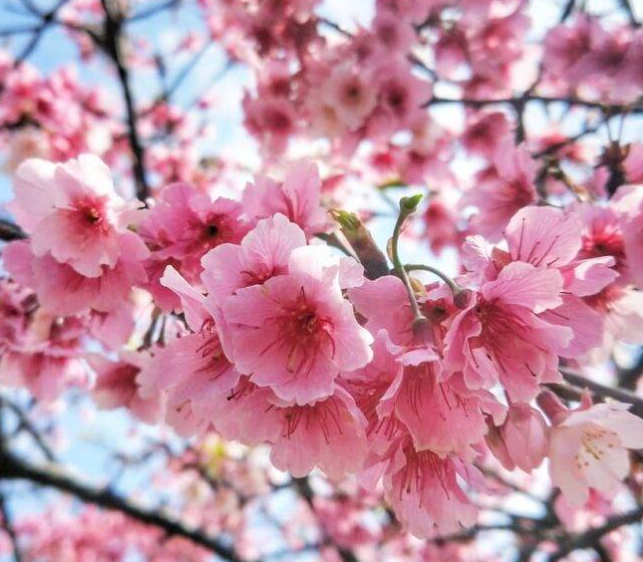 yoocamii30's tweet photo. I really want to go to Japan to see the beautiful cherry blossoms. Do you want to go? https://t.co/Etmgsd9bSz