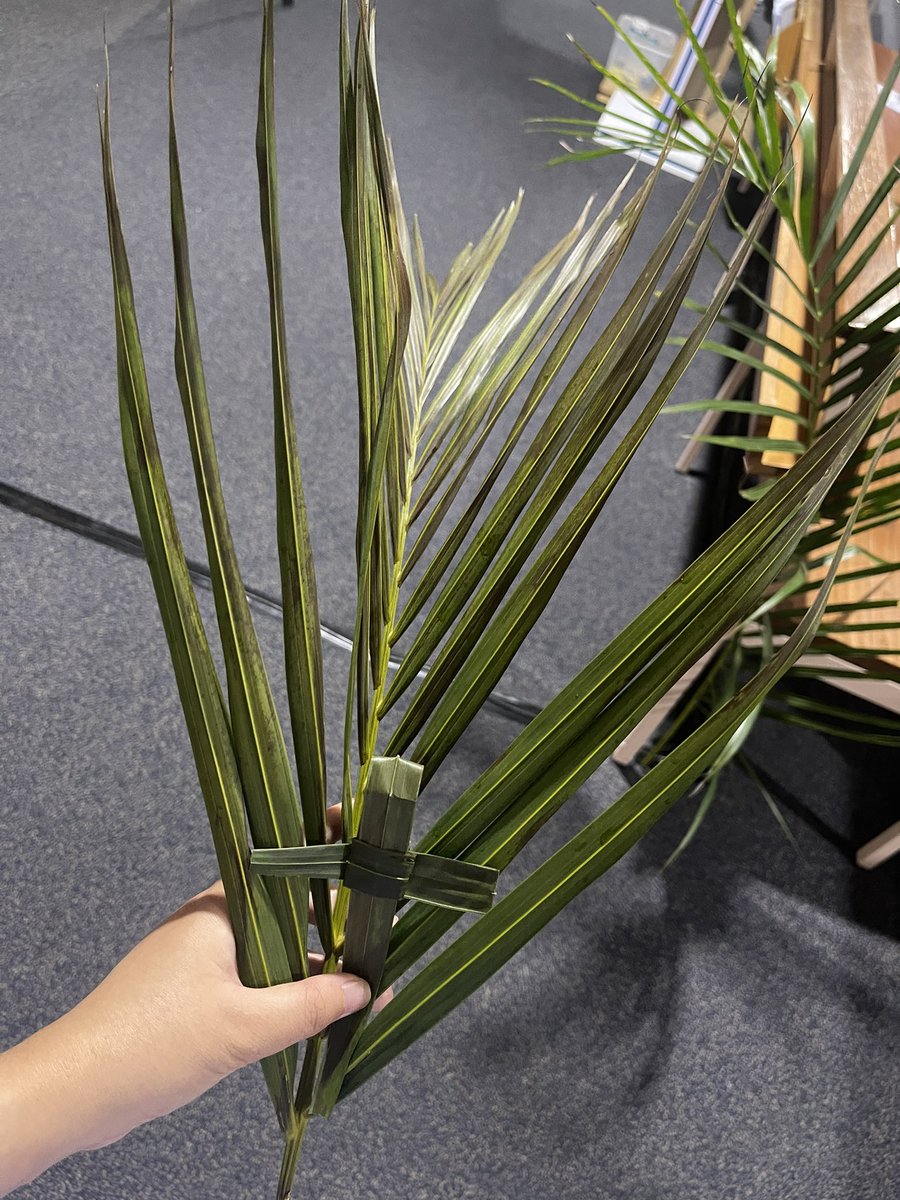 abbylovinyou's tweet photo. A Blessed Palm Sunday, folks! 💚💜 https://t.co/WrI22ZEk7T
