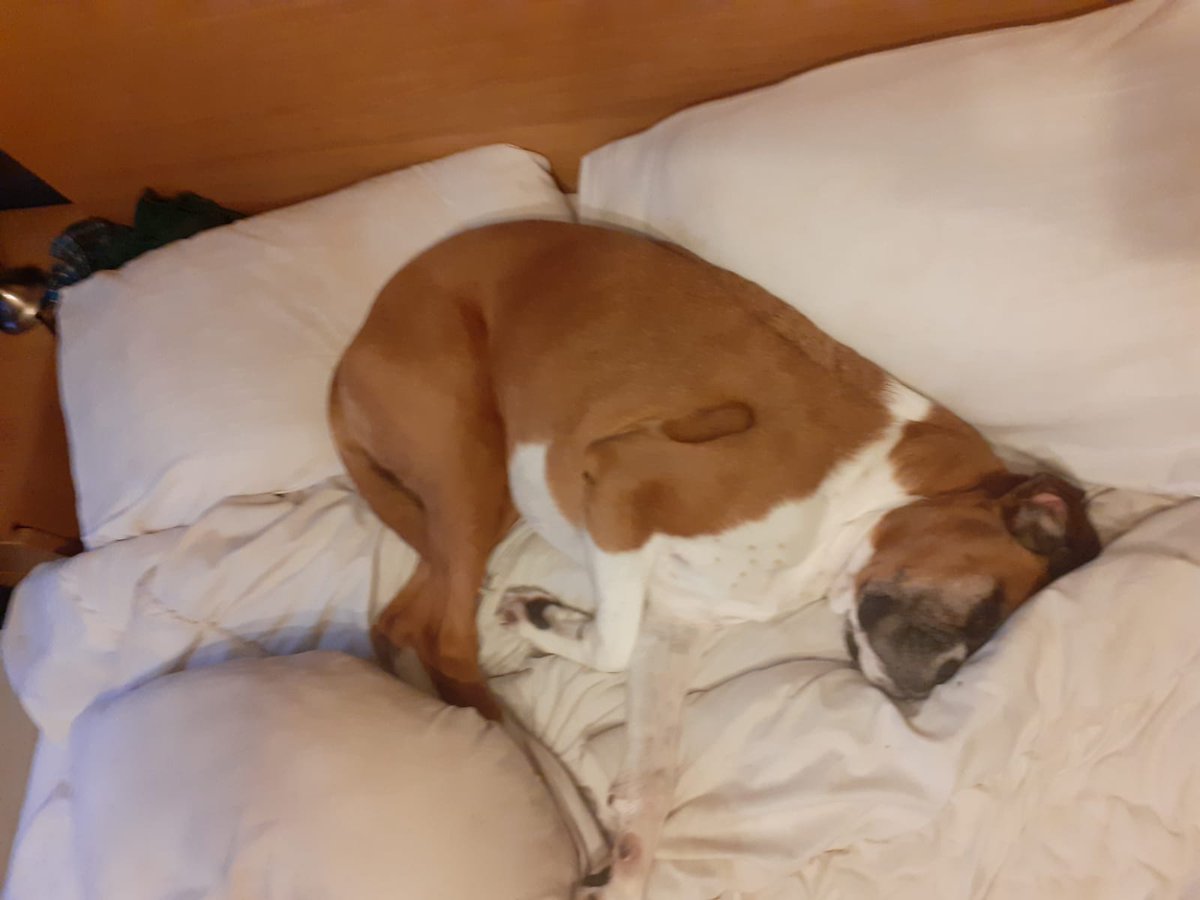 JanetBoxer's tweet image. Throwback to Janet, who always claimed the bed as her own #dogs #boxer #boxerdogsuk #missmydog