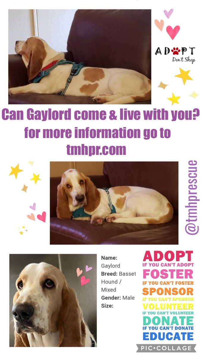 I'm hopin Gaylord can find a furever home to put his paws up  A forever home with his own human to show him love & kindness,with treats & toys & a bed to snuggle on Please RT to help him #OTLFP #AdoptDontShop all his info is here ➡️tmhpr.com  @tmhprescue #DallasTX