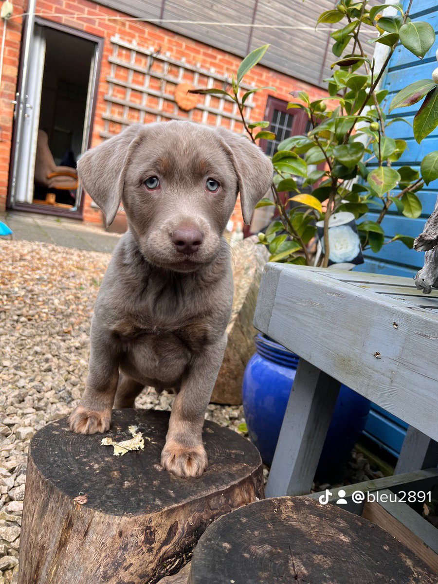 AmyWarks's tweet image. Welcome Home baby Arlo #silverlab #puppylove #puppy #socute